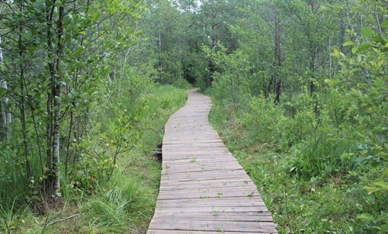 Kładka spacerowa  prowadzi do jeziora Dubeczyńskiego